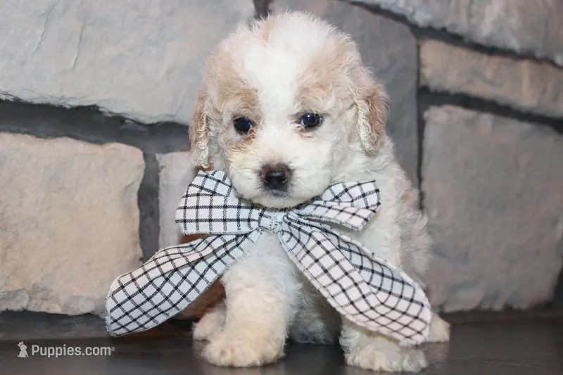 AKC Lucy – Miniature Goldendoodle puppy on hold in Massillon, OH