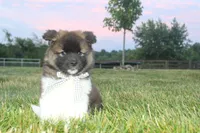 Akc Juno, a female Akita for sale in Massillon, OH – 8 of 8