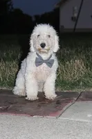 AKC Ollie, a male Poodle - Miniature  for sale in Massillon, OH – 6 of 6