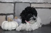 AKC Bella, a female Poodle - Miniature  for sale in Massillon, OH – 3 of 6