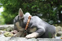 AKC Jack, a male French Bulldog for sale in Massillon, OH – 7 of 10