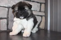 Akc Riley, a female Akita for sale in Massillon, OH – 5 of 10