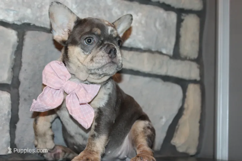 AKC Sadi – French Bulldog puppy for sale in Massillon, OH