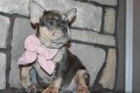AKC Sadi, a female French Bulldog for sale in Massillon, OH – 1 of 10