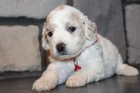 AKC Lucy, a female Miniature Goldendoodle for sale in Massillon, OH – 8 of 10