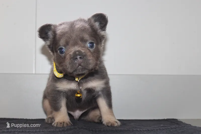 AKC Charlie – French Bulldog puppy for sale in Massillon, OH