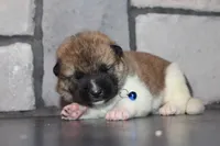 AKC Ruger, a male Akita for sale in Massillon, OH – 5 of 6