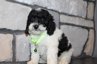 Mini Snoopy, a male Miniature Goldendoodle for sale in Massillon, OH – 3 of 5