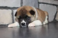 Akc Max, a male Akita for sale in Massillon, OH – Photo 7 of 8