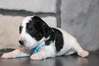 Mini Snoopy, a male Miniature Goldendoodle for sale in Massillon, OH – 4 of 5