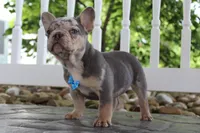 AKC Hank, a male French Bulldog for sale in Massillon, OH – 4 of 8