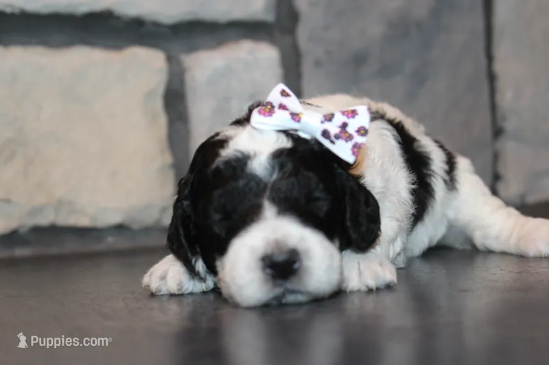 Mini Lexi – Miniature Goldendoodle puppy for sale in Massillon, OH