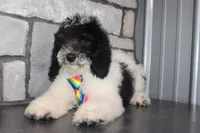 Mini Ollie, a male Miniature Goldendoodle for sale in Massillon, OH – 7 of 7