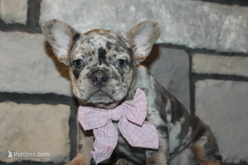 AKC Fifi – French Bulldog puppy for sale in Massillon, OH