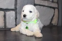 Mini Goose, a male Miniature Goldendoodle for sale in Massillon, OH – 6 of 6