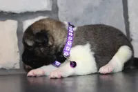 AKC Kuma, a female Akita for sale in Massillon, OH – 5 of 6