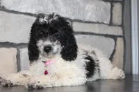 Mini Lexi, a female Miniature Goldendoodle for sale in Massillon, OH – 4 of 6