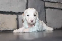 Akc Jenna, a female Poodle - Miniature  for sale in Massillon, OH – 5 of 6