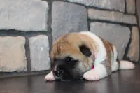 Akc Kuna, a female Akita for sale in Massillon, OH – 8 of 9