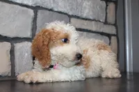 Mini Molly, a male Miniature Goldendoodle for sale in Massillon, OH – 7 of 10