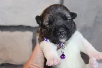 AKC Kuma, a female Akita for sale in Massillon, OH – 1 of 6