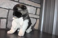 Akc Riley, a female Akita for sale in Massillon, OH – 6 of 10