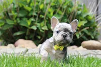 AKC Bella, a female French Bulldog for sale in Massillon, OH – 8 of 9