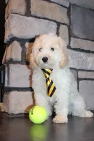 Mini Snoopy, a male Miniature Goldendoodle for sale in Massillon, OH – 2 of 9