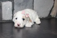 Akc Jenna, a female Poodle - Miniature  for sale in Massillon, OH – 2 of 6