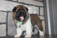 AKC Bear, a male Akita for sale in Massillon, OH – 9 of 10