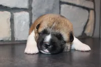 AKC Bear, a male Akita for sale in Massillon, OH – 6 of 6
