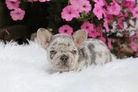 AKC Tux, a male French Bulldog for sale in Massillon, OH – Photo 5 of 5