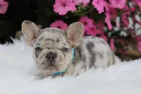 AKC Tux, a male French Bulldog for sale in Massillon, OH – Photo 1 of 5
