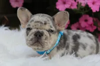 AKC Tux, a male French Bulldog for sale in Massillon, OH – Photo 3 of 5
