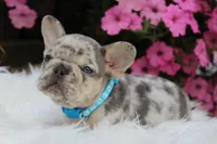AKC Tux, a male French Bulldog for sale in Massillon, OH – Photo 4 of 5