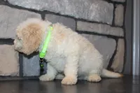 Mini Ziggy, a male Miniature Goldendoodle for sale in Massillon, OH – 3 of 10
