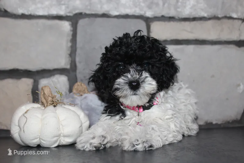 AKC Bella – Poodle - Miniature  puppy for sale in Massillon, OH