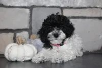 AKC Bella, a female Poodle - Miniature  for sale in Massillon, OH – 1 of 6