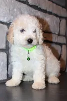 Mini Ziggy, a male Miniature Goldendoodle for sale in Massillon, OH – 2 of 10