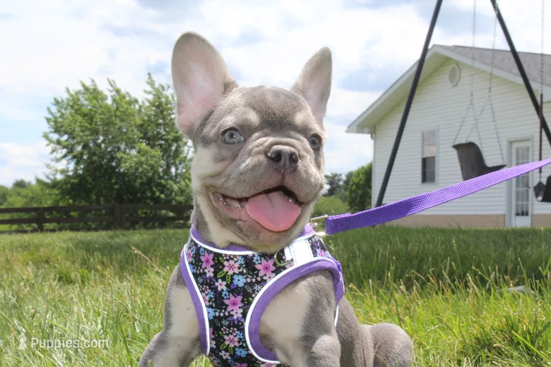 Akc Harper – French Bulldog puppy for sale in Massillon, OH
