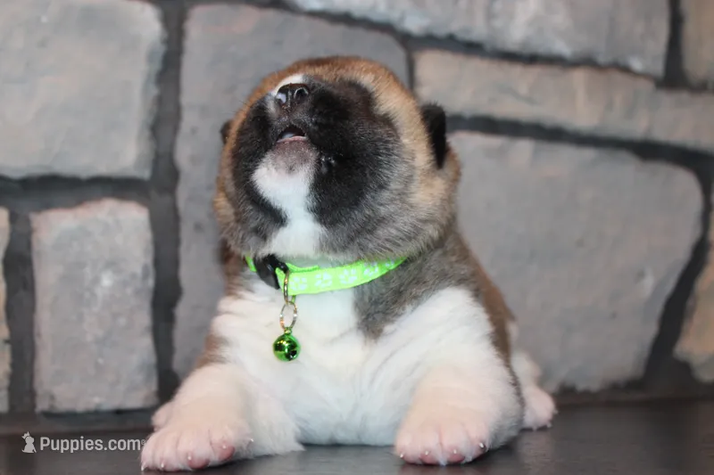 AKC Milo – Akita puppy for sale in Massillon, OH