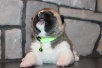 AKC Milo, a male Akita for sale in Massillon, OH – 1 of 10
