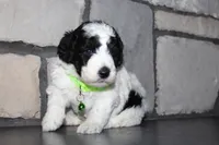 Akc Max, a male Poodle - Miniature  for sale in Massillon, OH – 2 of 5