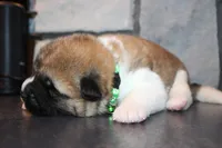 AKC Bear, a male Akita for sale in Massillon, OH – 4 of 6