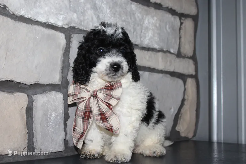 Mini Lexi – Miniature Goldendoodle puppy for sale in Massillon, OH