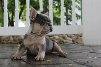 AKC Sadi, a female French Bulldog for sale in Massillon, OH – 6 of 10