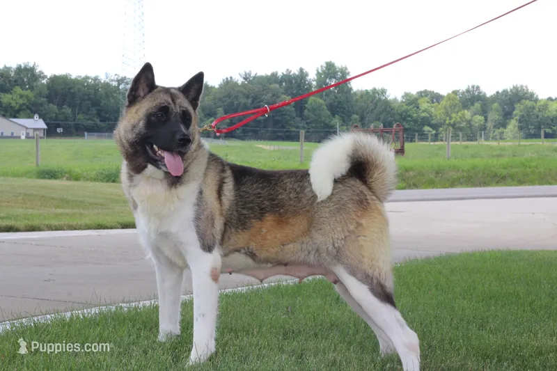 AKC Sass – Akita puppy for sale in Massillon, OH