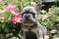 AKC Jack, a male French Bulldog for sale in Massillon, OH – 3 of 10