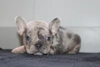 AKC Cooper, a male French Bulldog for sale in Massillon, OH – 9 of 9