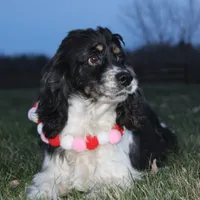 AKC Lily, a female Cocker Spaniel for sale in Massillon, OH – Photo 2 of 6